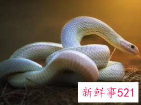 蛇和猴为什么相克又相合