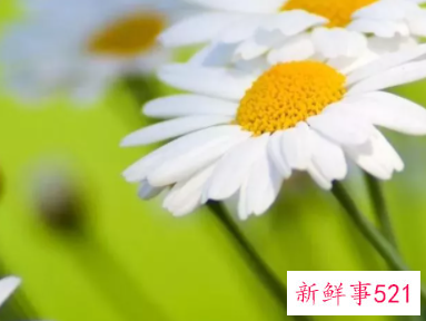 唯美的爱情短句