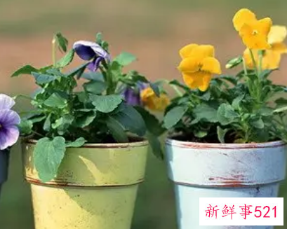 梦见搬花盆什么意思
