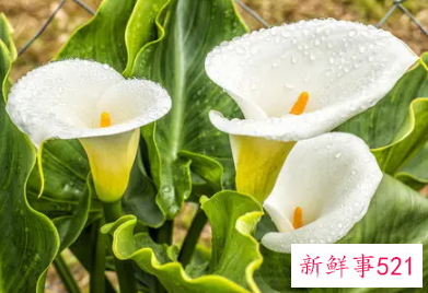 象征身体健康的花