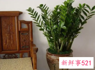 属虎养什么植物旺财