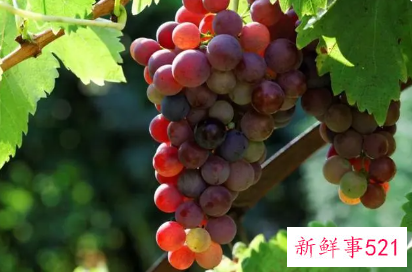 哪些食物抗氧化