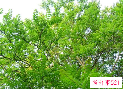 梦见椿树好不好