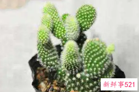 白毛掌的养殖方法