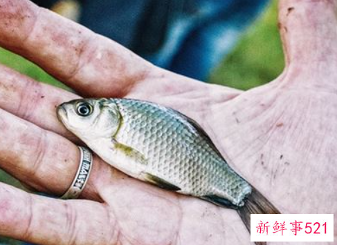 孕妇梦见捉到鱼是什么意思