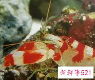 孕妇梦见虾和鱼是什么意思