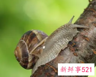 梦到很多蜗牛在树上