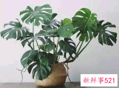 象征身体健康的花