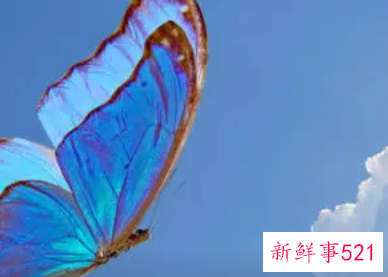 蝴蝶的寓意和象征