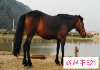 属马人最命苦的出生日期