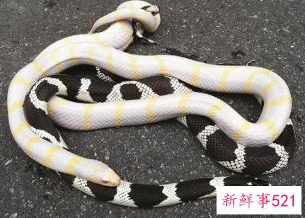 男人梦见蛇打架什么意思