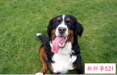 怎么训练刚来的伯恩山犬不乱叫