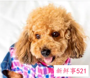 属狗一生最忌讳什么颜色