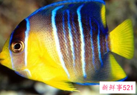 孕妇梦见捉到鱼是什么意思