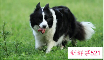 边牧哪种颜色最稀少