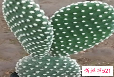 白毛掌的养殖方法