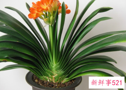 客厅养什么花好旺财,在山东