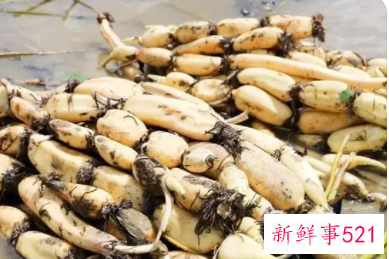 梦见挖莲藕是什么意思