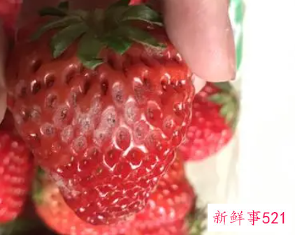 草莓发霉了能吃吗