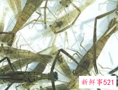 孕妇梦见抓虾是什么意思