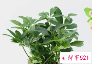 属虎养什么植物旺财