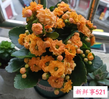 象征身体健康的花