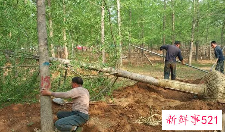 夏季移植树提高成功率的方法