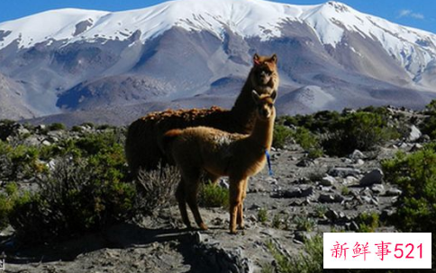 羊驼喜欢吃什么呢