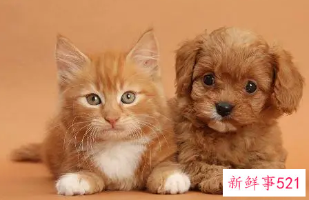 梦见猫和狗什么寓意