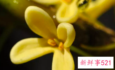 桂花蜜的功效与作用