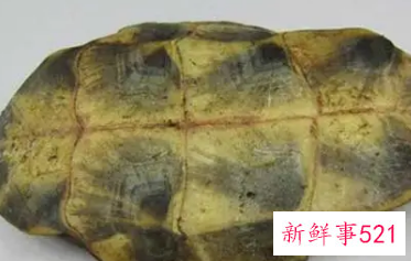 海龟板胶的功效与作用