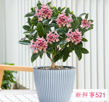 象征身体健康的花