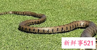 男人梦见蛇在身体里面是什么意思