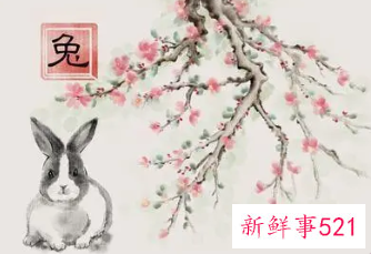 属兔的好运名字