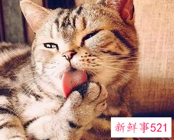 猫吃什么食物除了猫粮