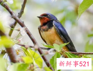 梦见一只鸟是什么意思