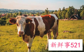 梦见母牛什么意思