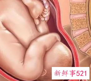 孕37周到38周胎儿最多长多少