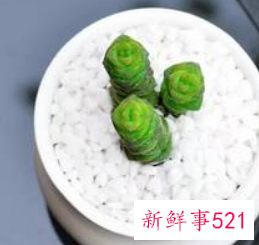 招财又好养的植物有哪些