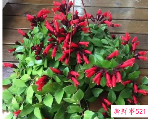 口红吊兰的繁殖方法