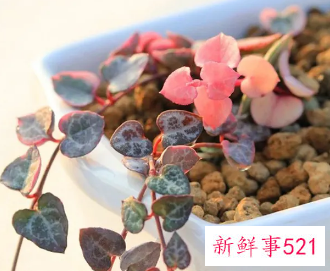 爱之蔓的平卧扦插繁殖法