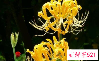 四字真言是哪四个字