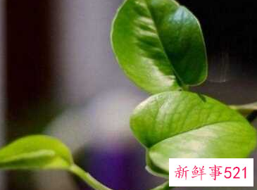 误食绿萝叶子会中毒吗