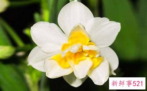 水仙花的养殖方法