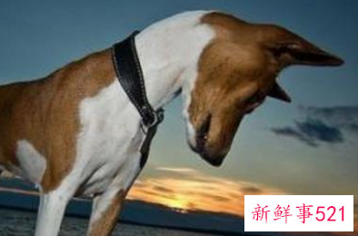 巴仙吉犬多少钱一只