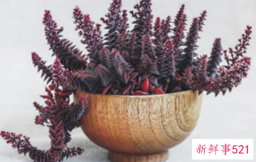 茜之塔徒长怎么办