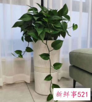 家里为什么不能放绿萝放一物越放越破财
