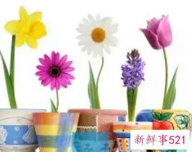 梦见搬花盆什么意思