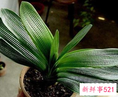 君子兰的寓意是什么