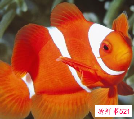 孕妇梦见捉到鱼是什么意思